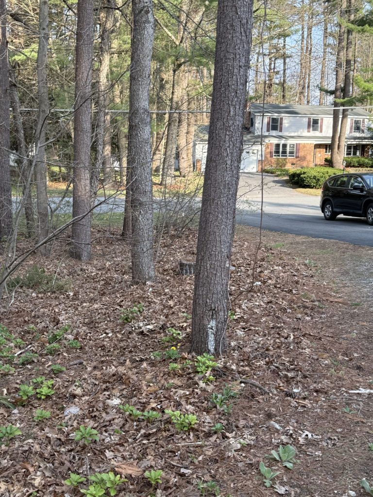 Woods Cleanup — Ballston Lake