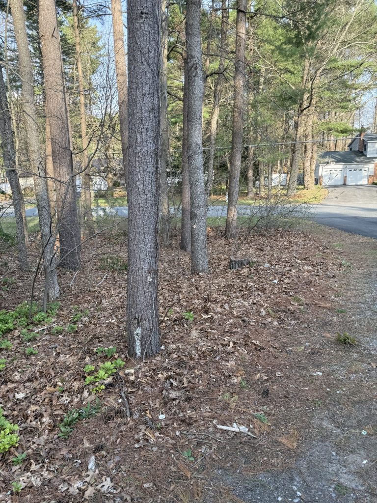 Woods Cleanup — Ballston Lake
