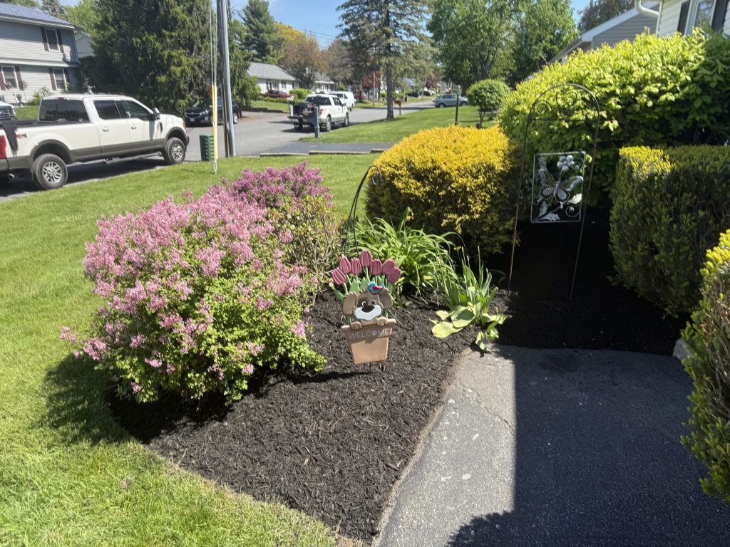 Mulch Refresh in Albany